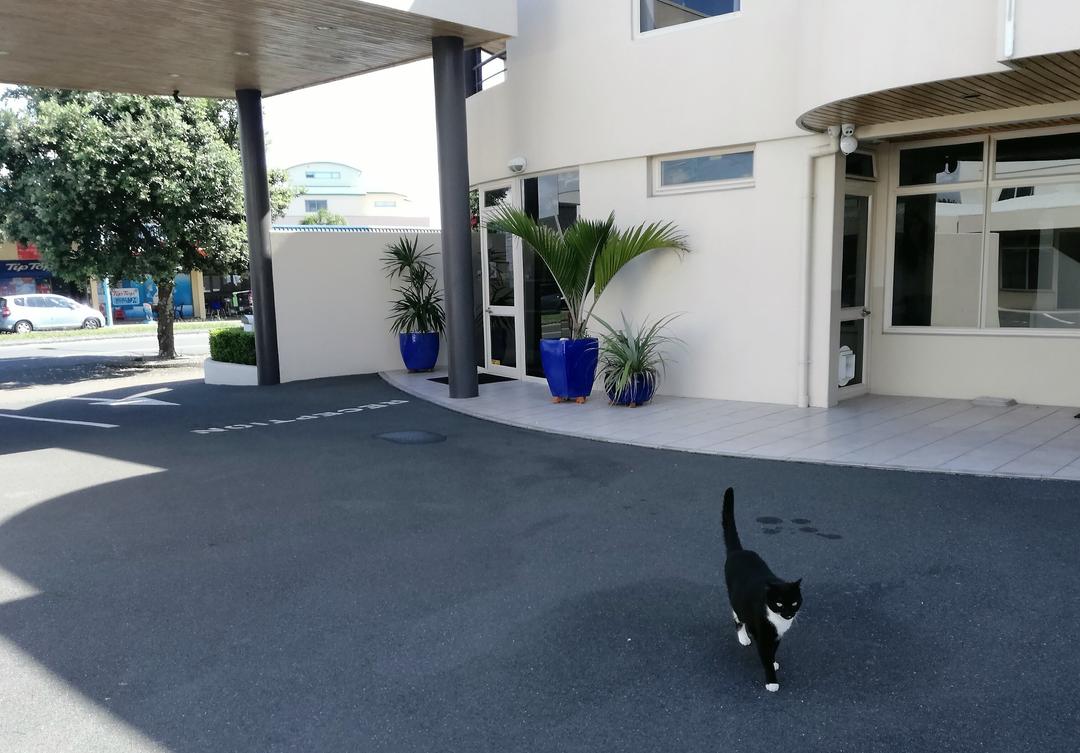 Rua, our Motel cat may welcome you if he is not resting.